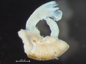  ( - HMSC174_03987)  @11 [ ] by-nc-sa  Unspecified Huntsman Marine Science Centre