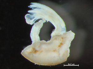  (Bushiella quadrangularis - HMSC174_03987)  @11 [ ] by-nc-sa  Unspecified Huntsman Marine Science Centre