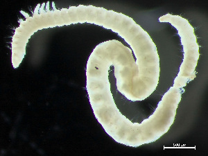  (Paraonides nordica - HMSC174_03993)  @11 [ ] by-nc-sa  Unspecified Huntsman Marine Science Centre