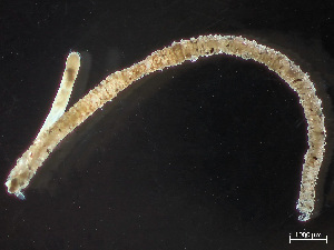  ( - HMSC174-04043)  @11 [ ] by-nc-sa  Unspecified Huntsman Marine Science Centre