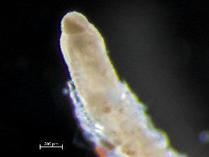  ( - HMSC174-04044)  @11 [ ] by-nc-sa  Unspecified Huntsman Marine Science Centre