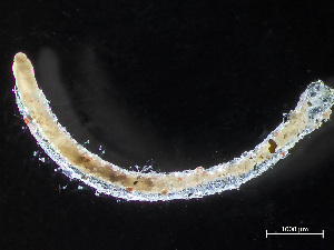  ( - HMSC174-04044)  @11 [ ] by-nc-sa  Unspecified Huntsman Marine Science Centre