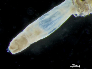  ( - HMSC174-04045)  @11 [ ] by-nc-sa  Unspecified Huntsman Marine Science Centre