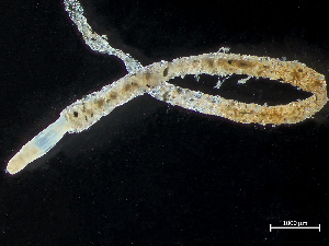  ( - HMSC174-04045)  @11 [ ] by-nc-sa  Unspecified Huntsman Marine Science Centre