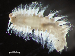  ( - HMSC174-04087)  @11 [ ] by-nc-sa  Unspecified Huntsman Marine Science Centre