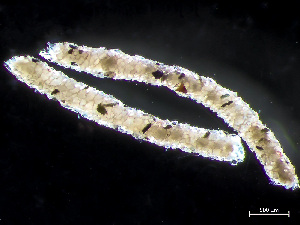  ( - HMSC174-04097)  @11 [ ] by-nc-sa  Unspecified Huntsman Marine Science Centre