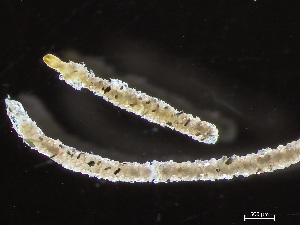  ( - HMSC174-04099)  @11 [ ] by-nc-sa  Unspecified Huntsman Marine Science Centre