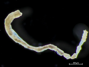  ( - HMSC174-04106)  @11 [ ] by-nc-sa  Unspecified Huntsman Marine Science Centre
