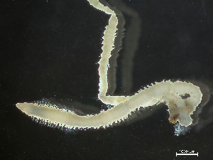  ( - HMSC174-04154)  @11 [ ] by-nc-sa  Unspecified Huntsman Marine Science Centre