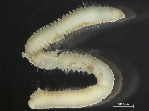  ( - HMSC174-04156)  @11 [ ] by-nc-sa  Unspecified Huntsman Marine Science Centre