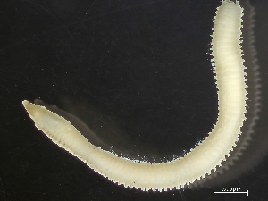  ( - HMSC174-04157)  @11 [ ] by-nc-sa  Unspecified Huntsman Marine Science Centre