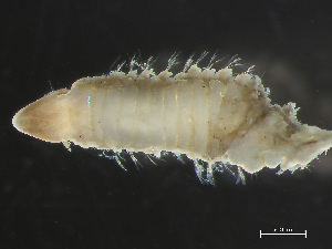  ( - HMSC174-04158)  @11 [ ] by-nc-sa  Unspecified Huntsman Marine Science Centre