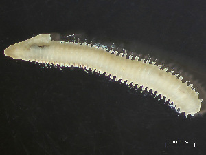  ( - HMSC174-04159)  @11 [ ] by-nc-sa  Unspecified Huntsman Marine Science Centre