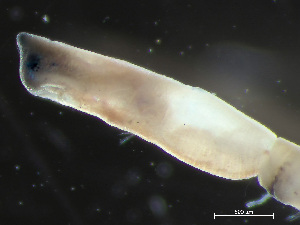  ( - HMSC174-04163)  @11 [ ] by-nc-sa  Unspecified Huntsman Marine Science Centre