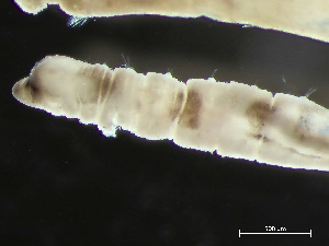  ( - HMSC174-04164)  @11 [ ] by-nc-sa  Unspecified Huntsman Marine Science Centre