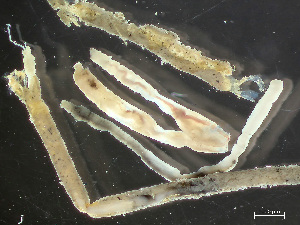  ( - HMSC174-04164)  @11 [ ] by-nc-sa  Unspecified Huntsman Marine Science Centre