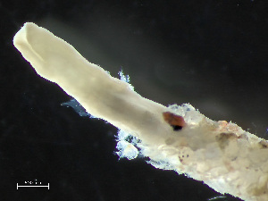  ( - HMSC174-04165)  @11 [ ] by-nc-sa  Unspecified Huntsman Marine Science Centre