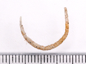  ( - HMSC174-04165)  @11 [ ] by-nc-sa  Unspecified Huntsman Marine Science Centre