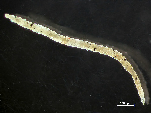  ( - HMSC174-04166)  @11 [ ] by-nc-sa  Unspecified Huntsman Marine Science Centre