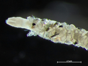  ( - HMSC174-04167)  @11 [ ] by-nc-sa  Unspecified Huntsman Marine Science Centre