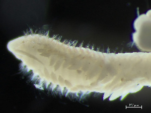  ( - HMSC174-04185)  @11 [ ] by-nc-sa  Unspecified Huntsman Marine Science Centre