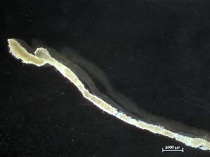  ( - HMSC174-04185)  @11 [ ] by-nc-sa  Unspecified Huntsman Marine Science Centre