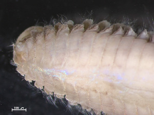  (Nephtys ciliata - HMSC174-04220)  @11 [ ] by-nc-sa  Unspecified Huntsman Marine Science Centre