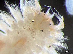  ( - HMSC174-04227)  @11 [ ] by-nc-sa  Unspecified Huntsman Marine Science Centre