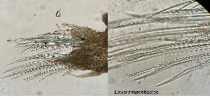  ( - HMSC174-04227)  @11 [ ] by-nc-sa  Unspecified Huntsman Marine Science Centre