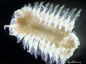  ( - HMSC174-04227)  @11 [ ] by-nc-sa  Unspecified Huntsman Marine Science Centre