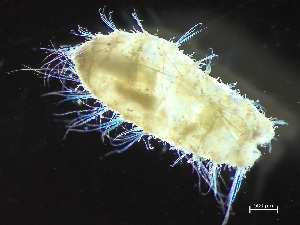  (Saphobranchia - HMSC174-04282)  @11 [ ] by-nc-sa  Unspecified Huntsman Marine Science Centre