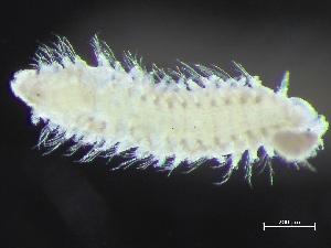  ( - HMSC174-04285)  @11 [ ] by-nc-sa  Unspecified Huntsman Marine Science Centre