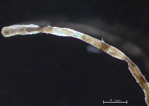  ( - HMSC174-04325)  @11 [ ] by-nc-sa  Unspecified Huntsman Marine Science Centre