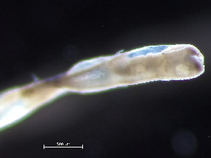 ( - HMSC174-04325)  @11 [ ] by-nc-sa  Unspecified Huntsman Marine Science Centre