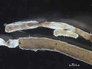  ( - HMSC174-04326)  @11 [ ] by-nc-sa  Unspecified Huntsman Marine Science Centre