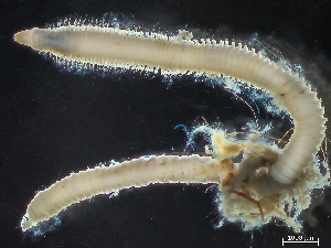  ( - HMSC174-04343)  @11 [ ] by-nc-sa  Unspecified Huntsman Marine Science Centre