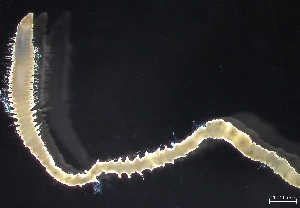  ( - HMSC174-04344)  @11 [ ] by-nc-sa  Unspecified Huntsman Marine Science Centre