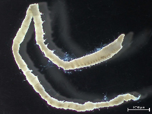  ( - HMSC174-04345)  @11 [ ] by-nc-sa  Unspecified Huntsman Marine Science Centre