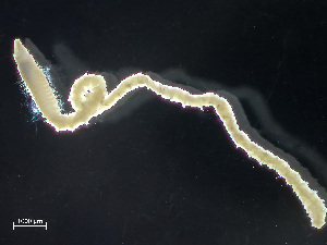  ( - HMSC174-04346)  @11 [ ] by-nc-sa  Unspecified Huntsman Marine Science Centre