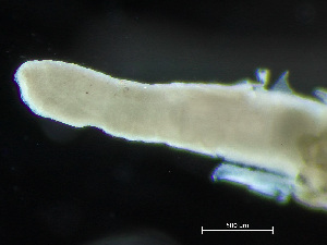  ( - HMSC174_04399)  @11 [ ] CreativeCommons - Attribution Non-Commercial Share-Alike (2025) Unspecified Huntsman Marine Science Centre