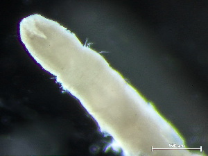  ( - HMSC174_04399)  @11 [ ] CreativeCommons - Attribution Non-Commercial Share-Alike (2025) Unspecified Huntsman Marine Science Centre