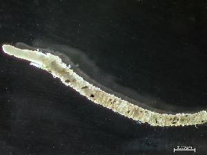  ( - HMSC174_04399)  @11 [ ] CreativeCommons - Attribution Non-Commercial Share-Alike (2025) Unspecified Huntsman Marine Science Centre