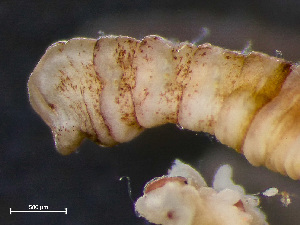  ( - NSRAS25-222B)  @11 [ ] CreativeCommons - Attribution Non-Commercial Share-Alike (2025) Unspecified Huntsman Marine Science Centre