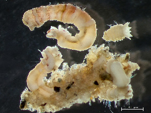  ( - NSRAS25-222B)  @11 [ ] CreativeCommons - Attribution Non-Commercial Share-Alike (2025) Unspecified Huntsman Marine Science Centre