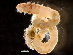  ( - NSRAS25-222C)  @11 [ ] CreativeCommons - Attribution Non-Commercial Share-Alike (2025) Unspecified Huntsman Marine Science Centre