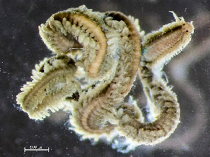  ( - HMSC174_02405)  @11 [ ] by-nc-sa  Unspecified Huntsman Marine Science Centre