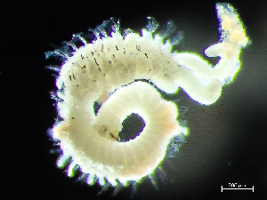  (Dipolydora - HMSC174_02413)  @11 [ ] by-nc-sa  Unspecified Huntsman Marine Science Centre