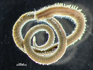  ( - HMSC174_02414)  @11 [ ] by-nc-sa  Unspecified Huntsman Marine Science Centre
