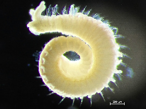  ( - HMSC174_02416)  @11 [ ] by-nc-sa  Unspecified Huntsman Marine Science Centre