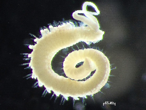  ( - HMSC174_02418)  @11 [ ] by-nc-sa  Unspecified Huntsman Marine Science Centre